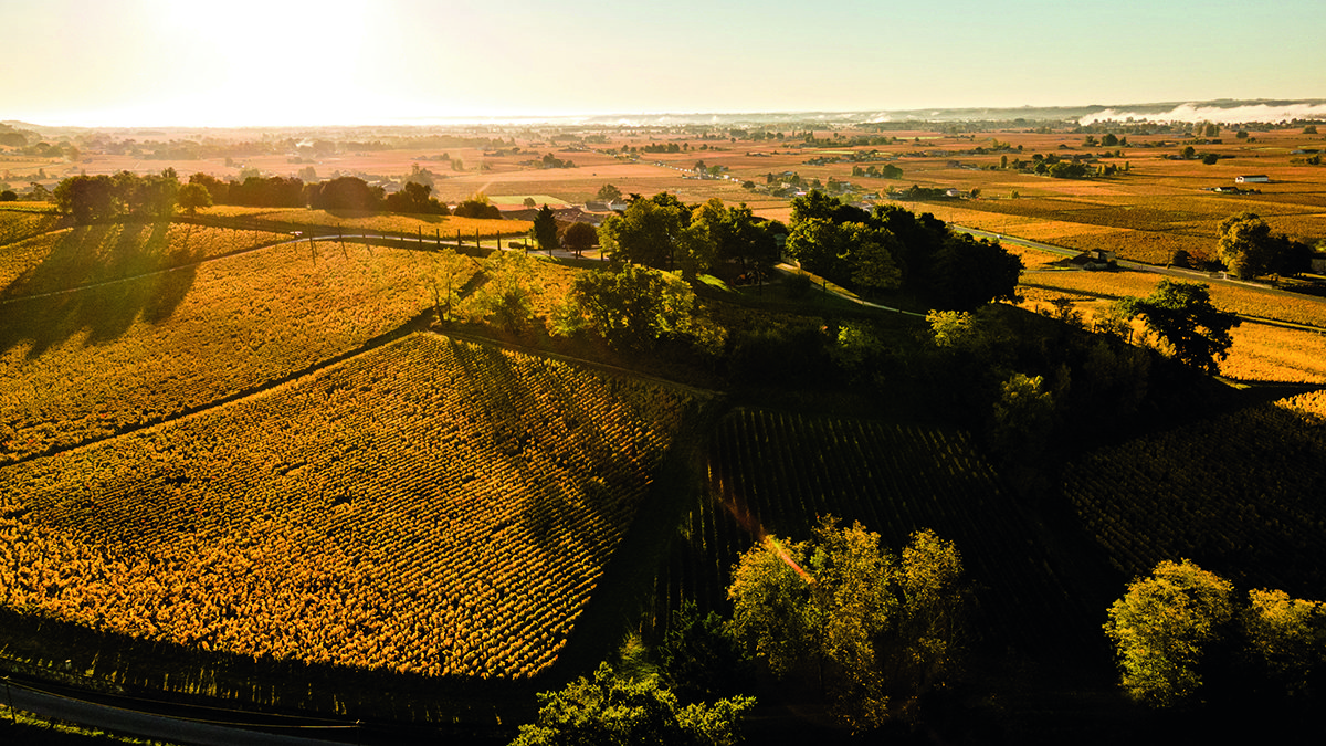 A valley of vineyards in the sun