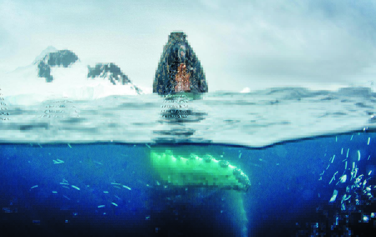 A whale in the sea
