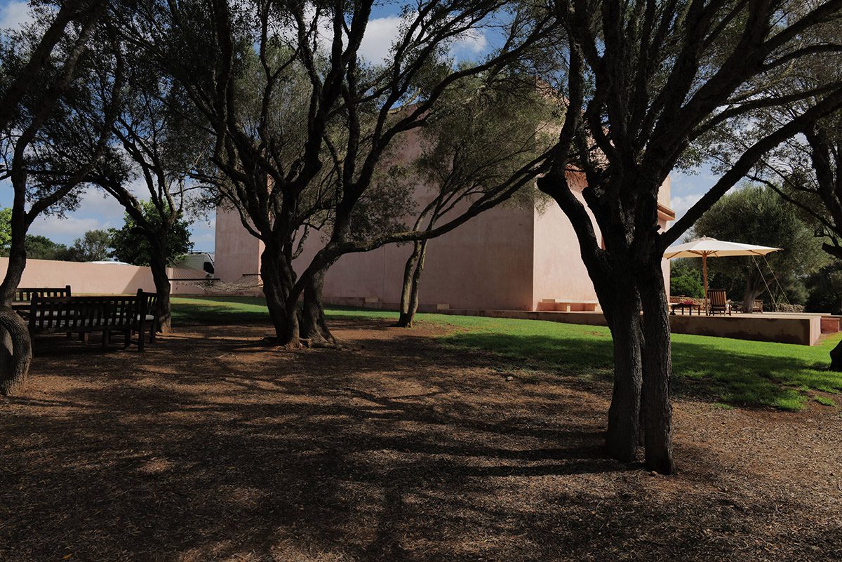 trees in a garden