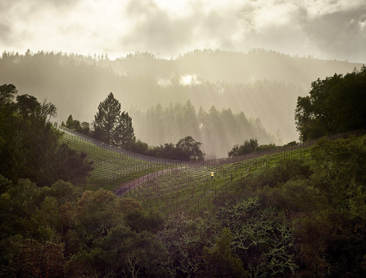 valleys and hills with trees and vineyards and fog in the distance