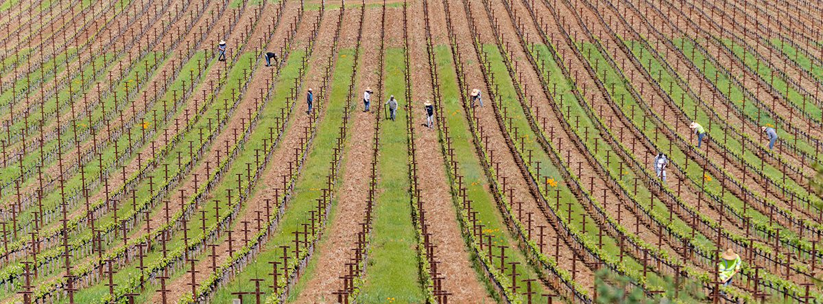 green rows of vineyards