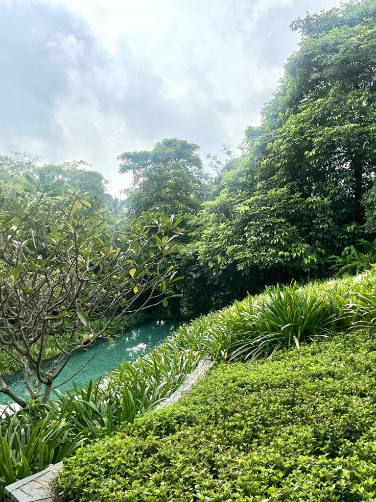 a pool surrounded by green plants in a rainforest