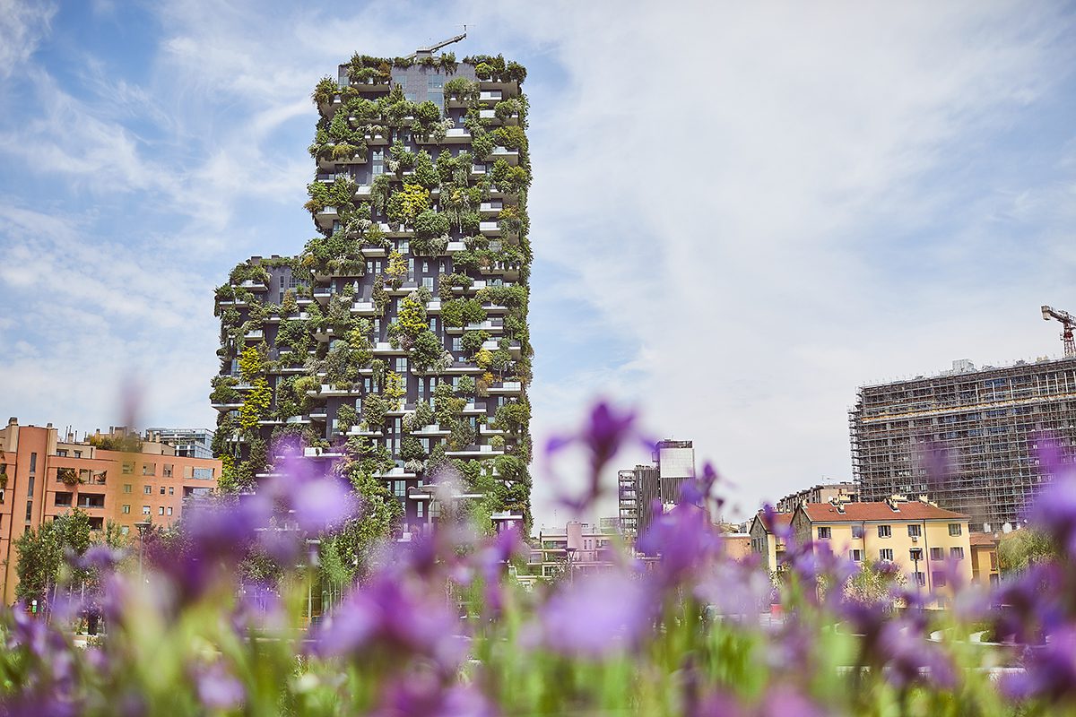 purple flowers and A building covered in plants in the distance