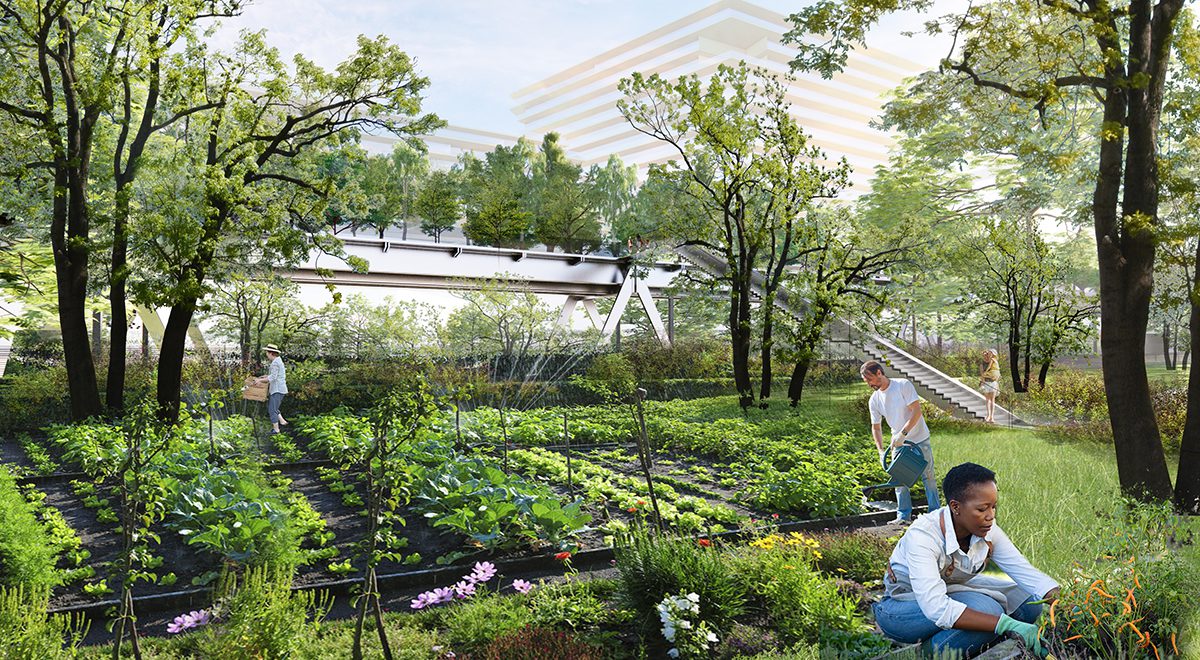 People growing green plants