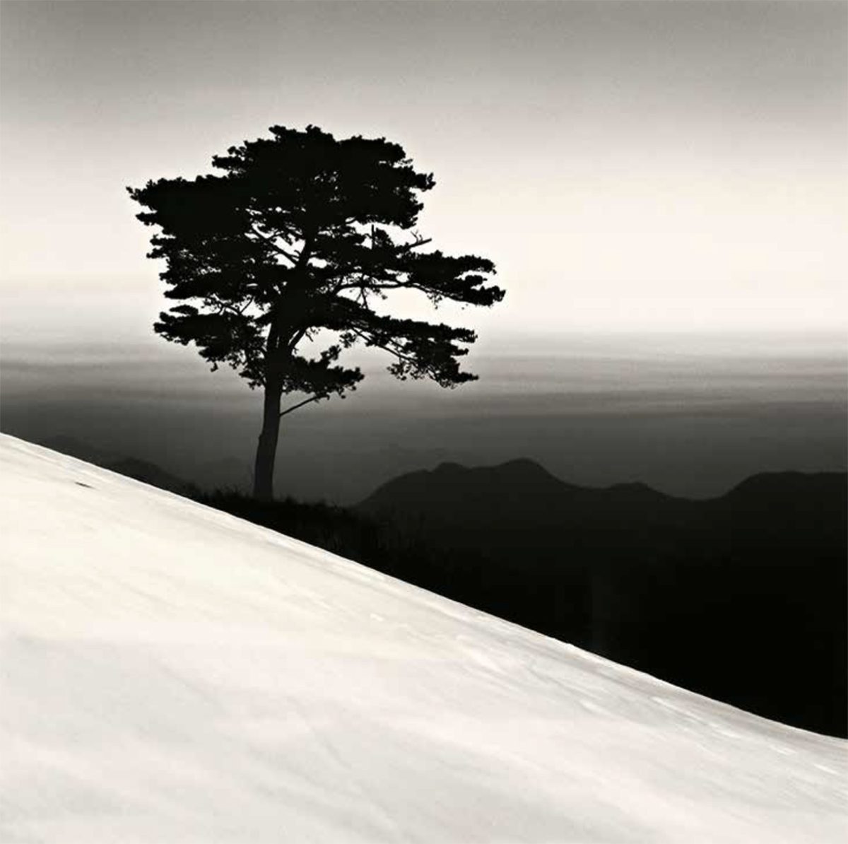 black and white photo of a tree on a hill