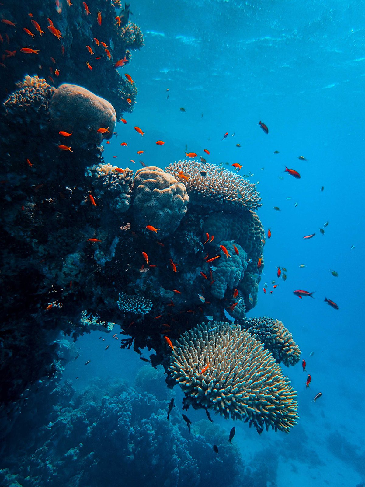 fish swimming around coral in the sea