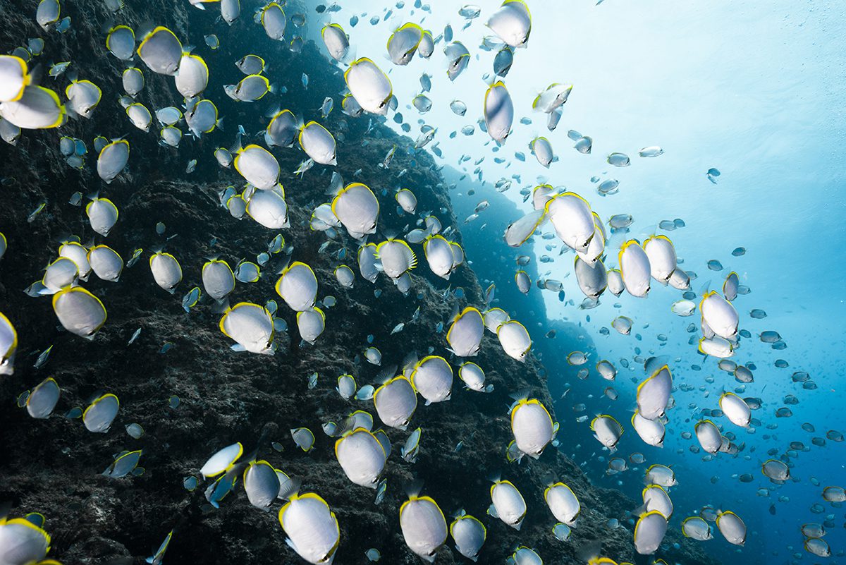 Lots of white and green small fish in the sea 