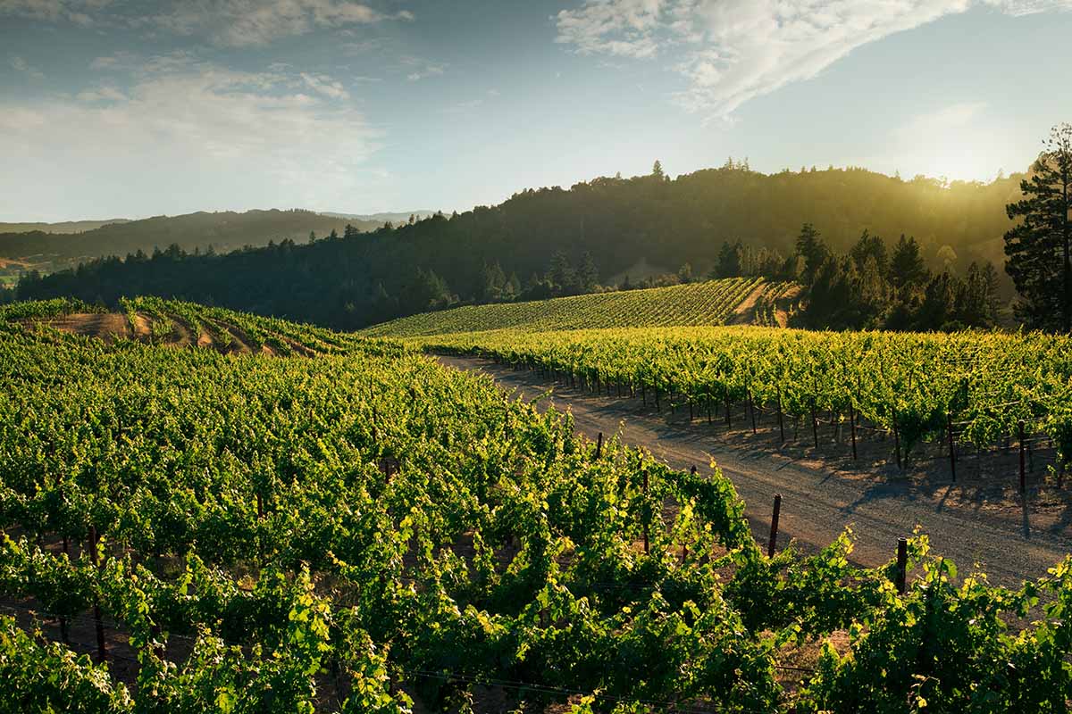 a green vineyard with a path through the middle for walking