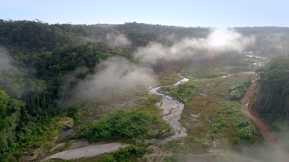 A forest with a stream running through it