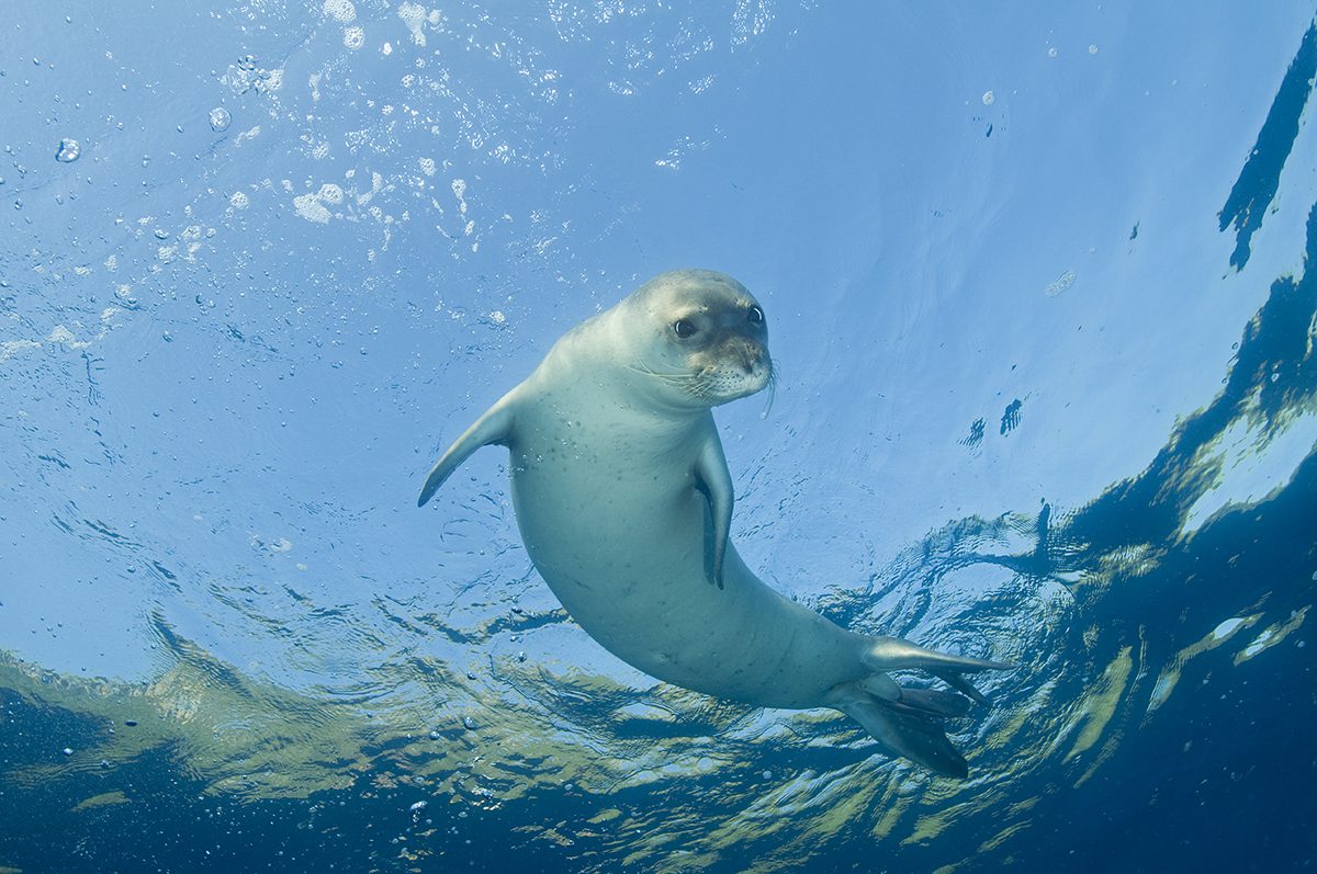 A seal in the sea smiling