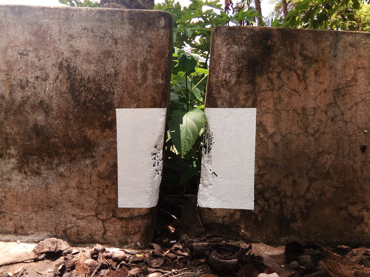 A plant growing between two walls with white paint on it