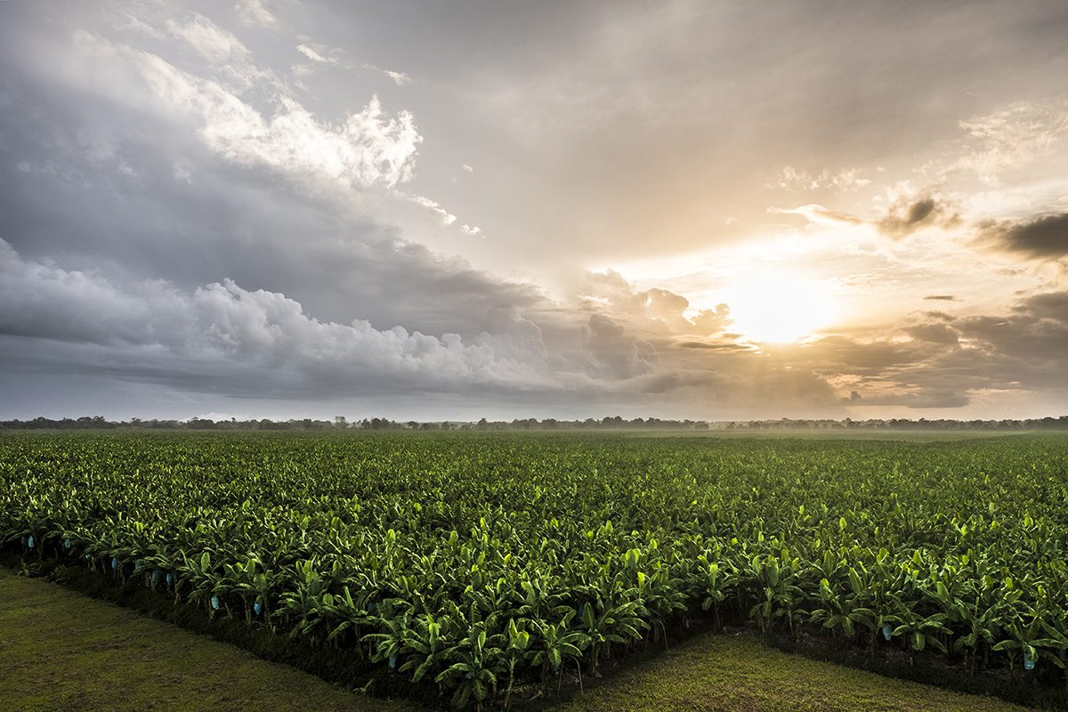 A green Del Monte farm in costa rica beneath a sunny sk