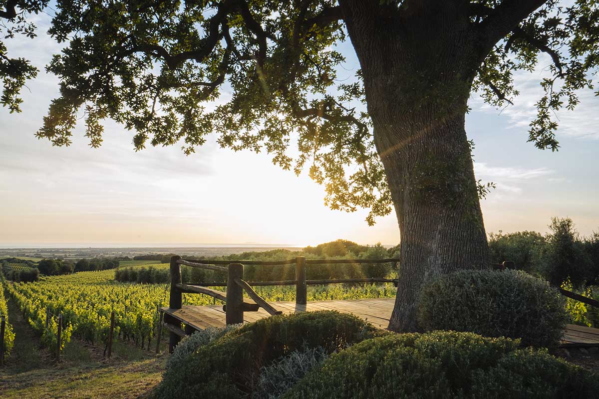 A tree and deck in front of a green vineyard