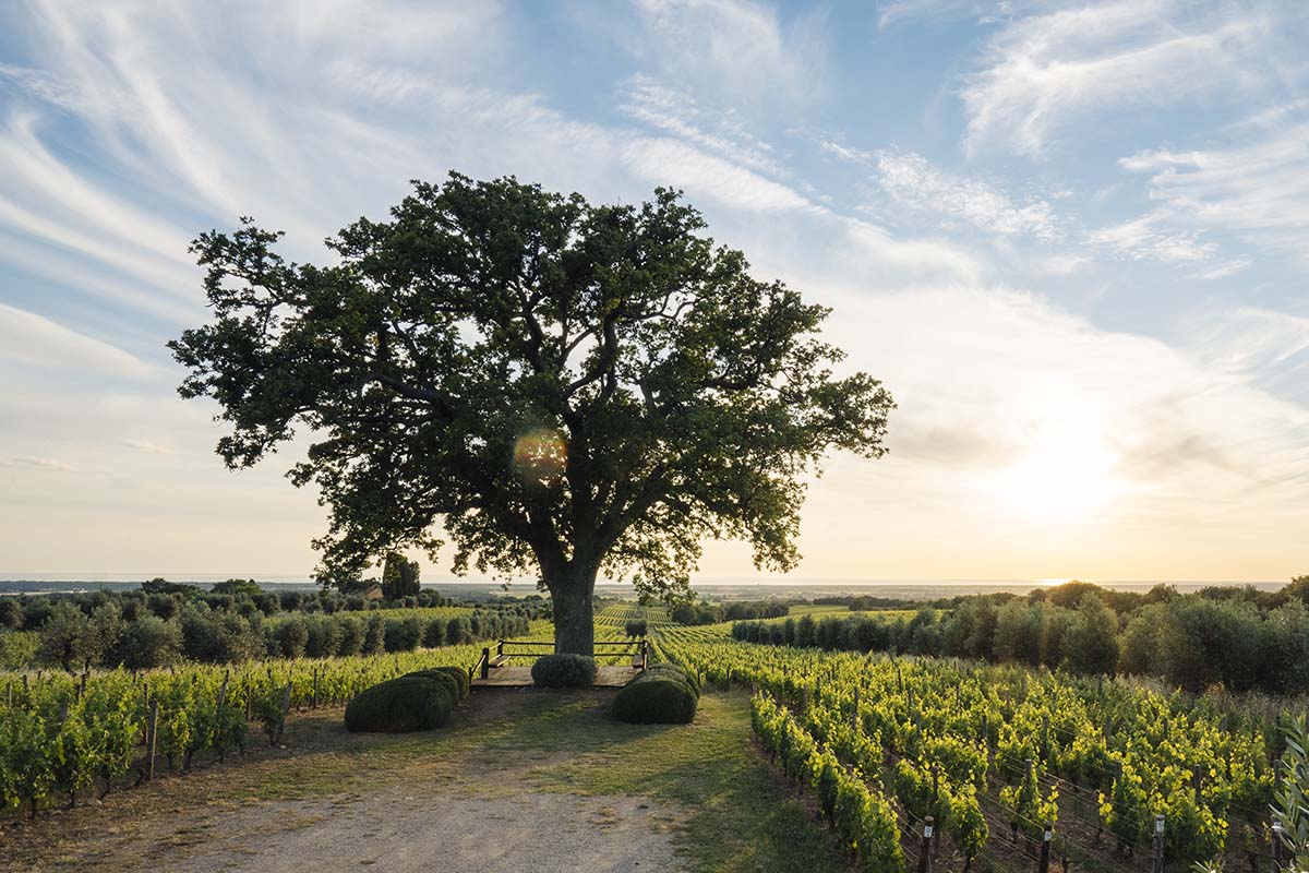 A large tree in the middle of a vineyard