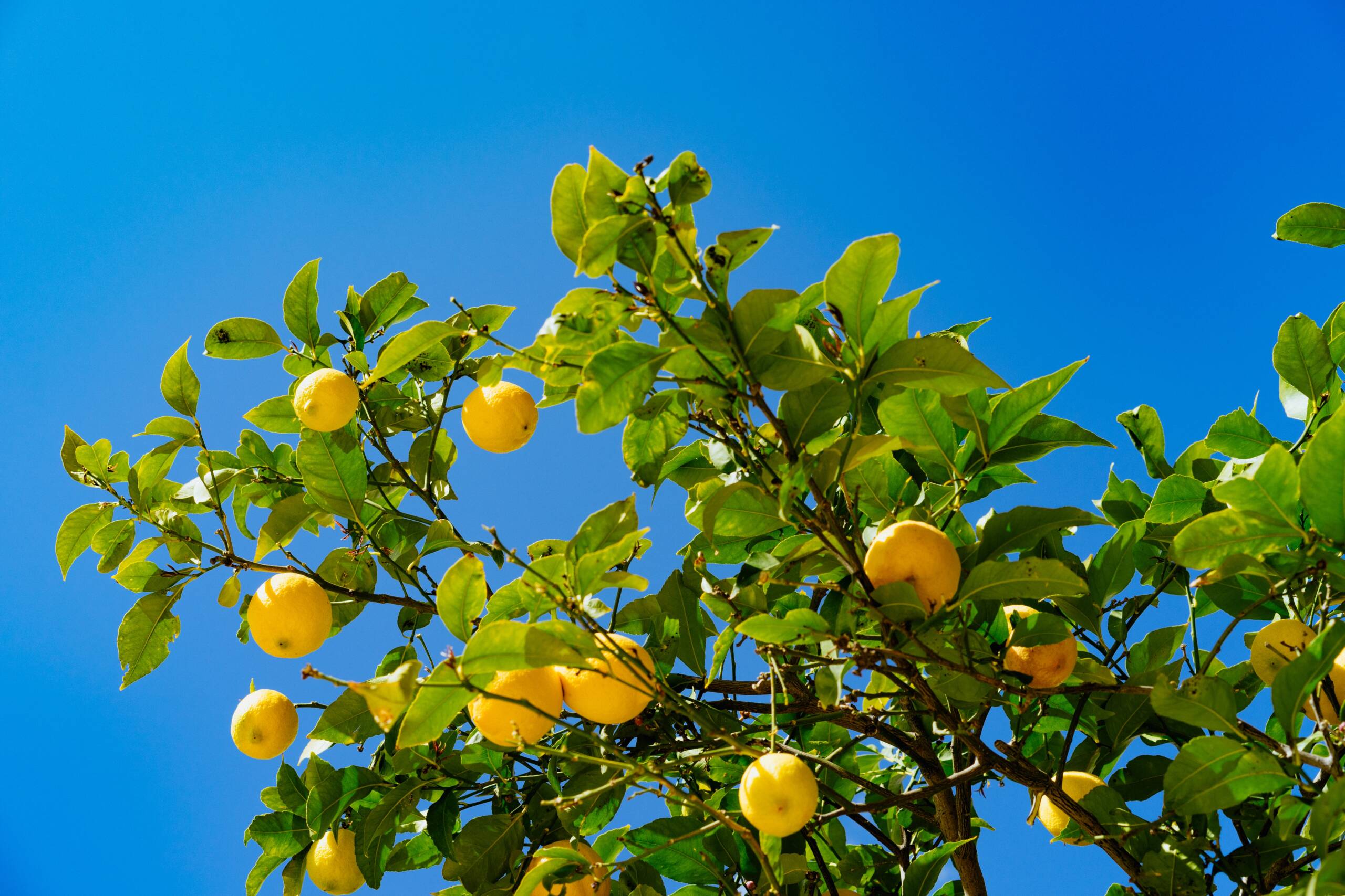 Orange tree branches against a blue sky 
