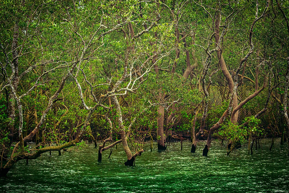 trees in a swamp