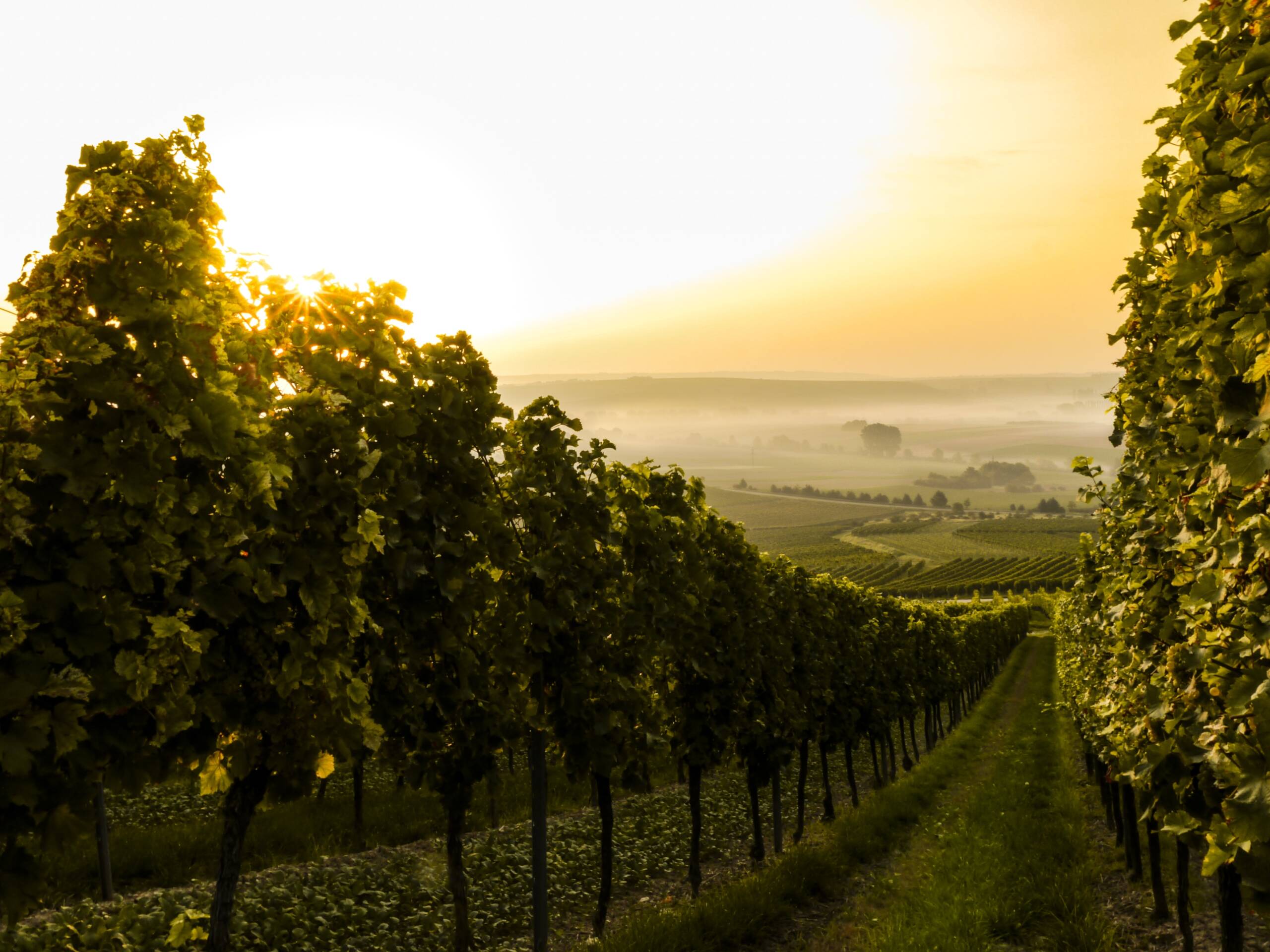 Vineyard in the setting sun