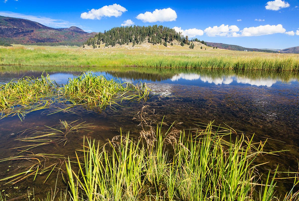 green grass and weeds coming out of a pond with a hill in the distance with blue skies and small white cloud