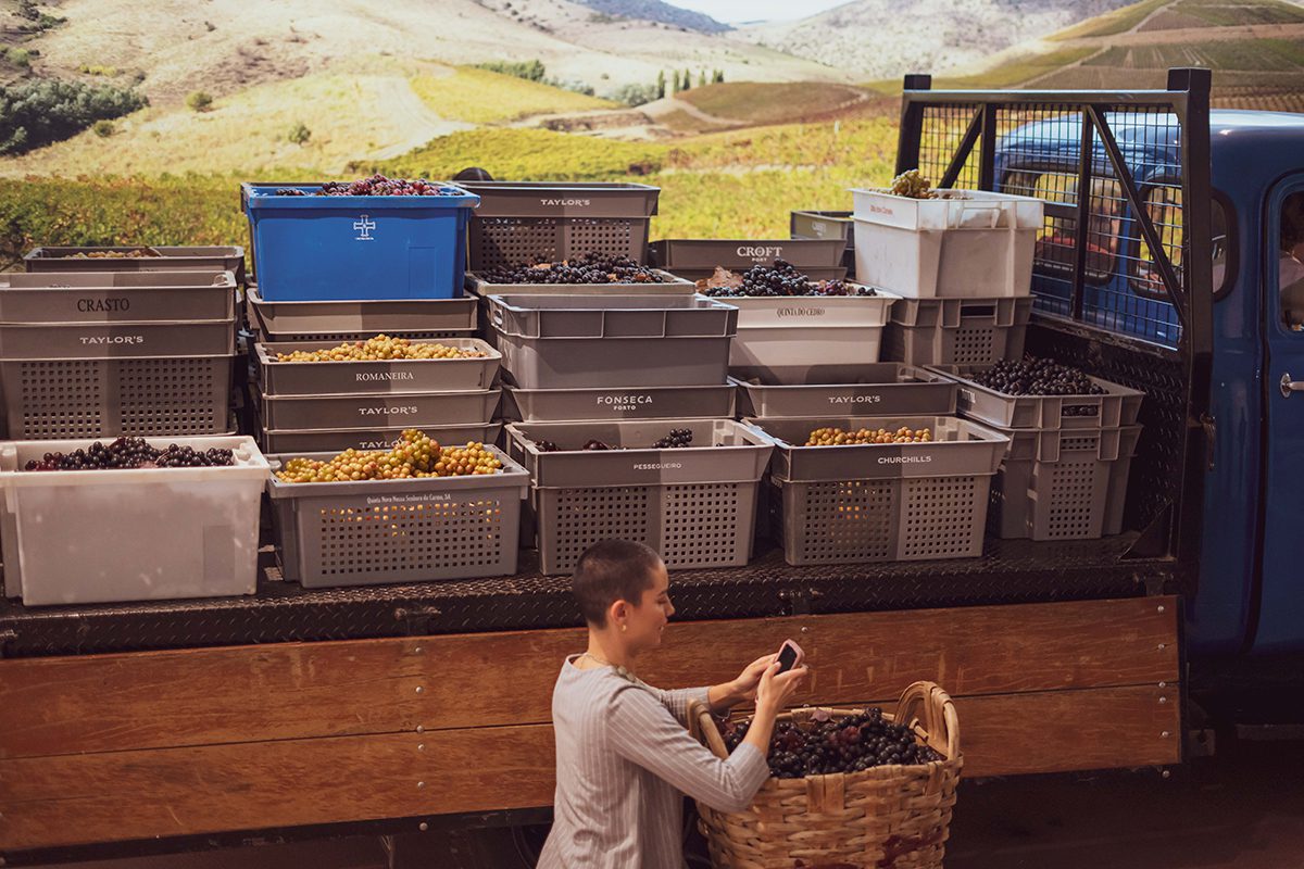 grapes in boxes and woman picking through them