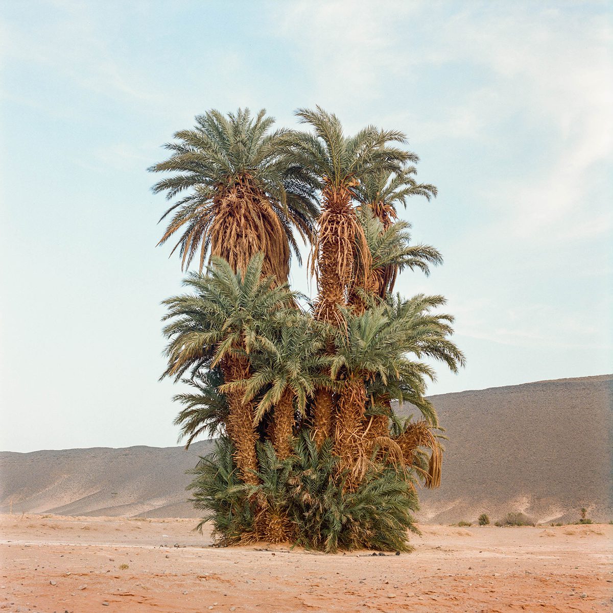 Large palm trees in the sand