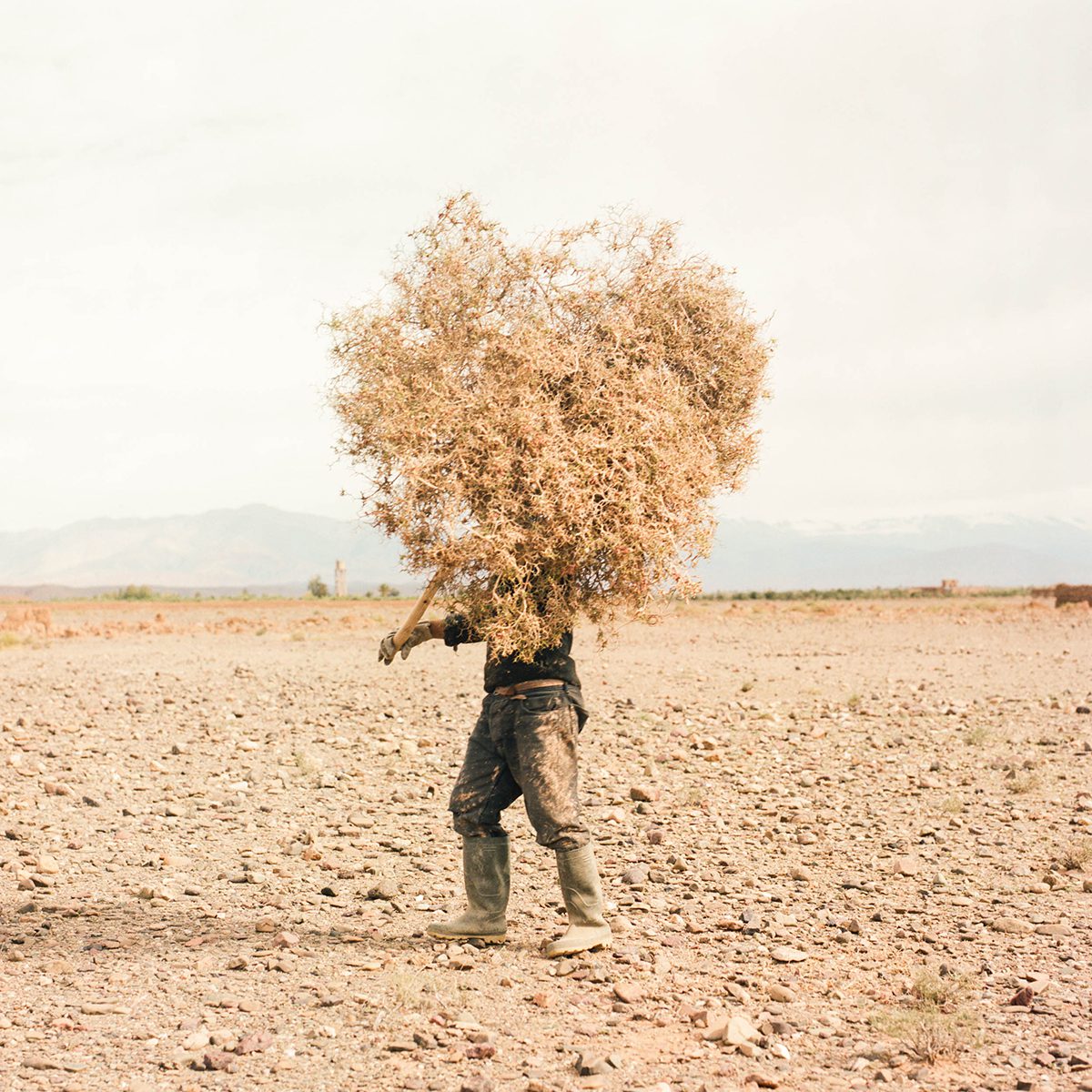 A man holding a dead tree in the middle of the desert