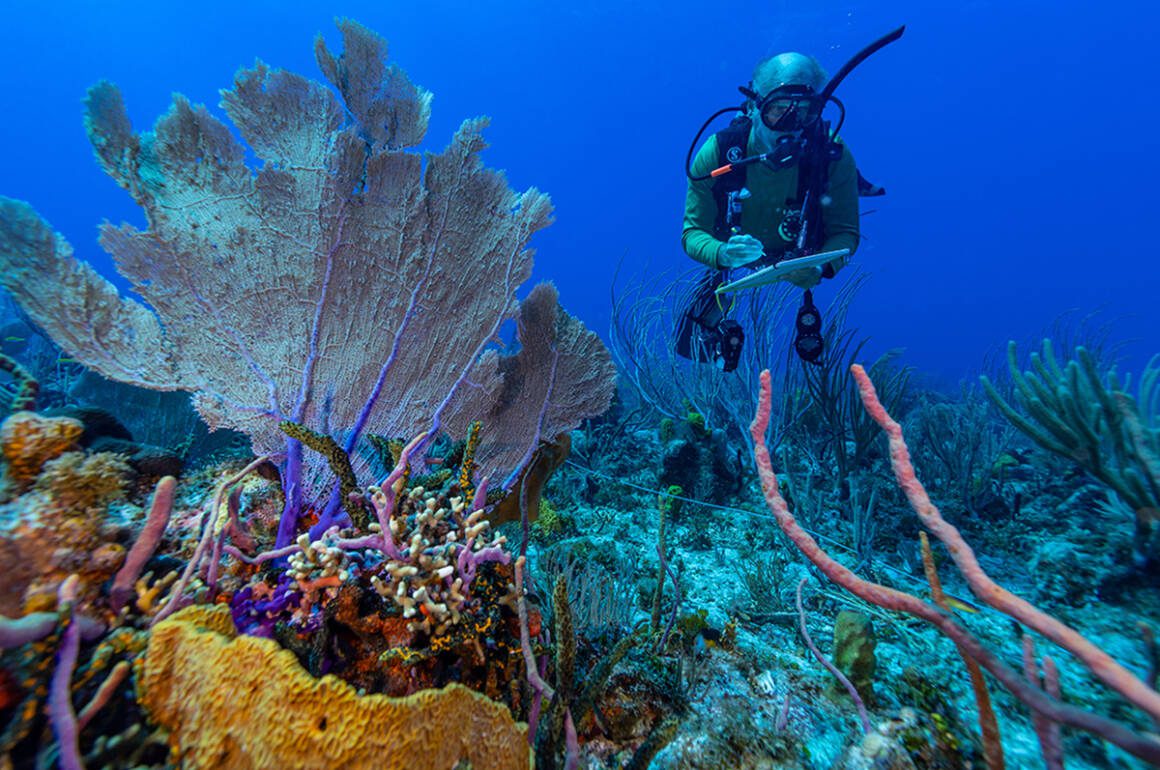 Diver in coral reef
