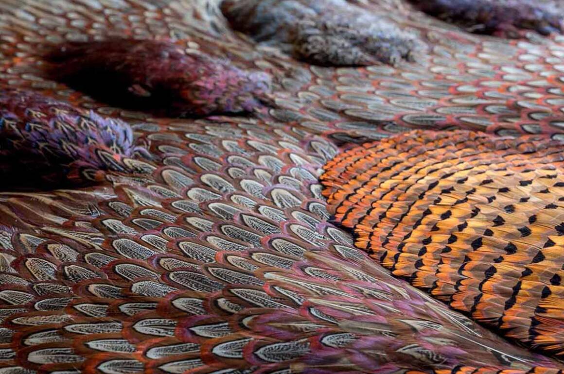 colourful orange, pink and green feathers