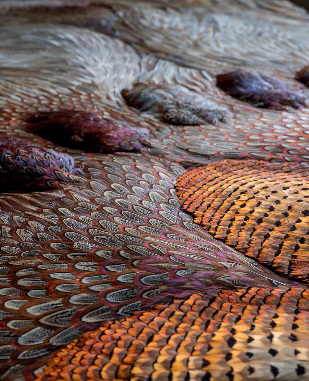 colourful orange, pink and green feathers