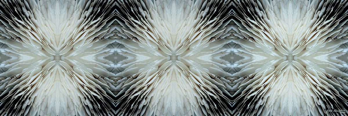 white and grey flower petals zoomed in 