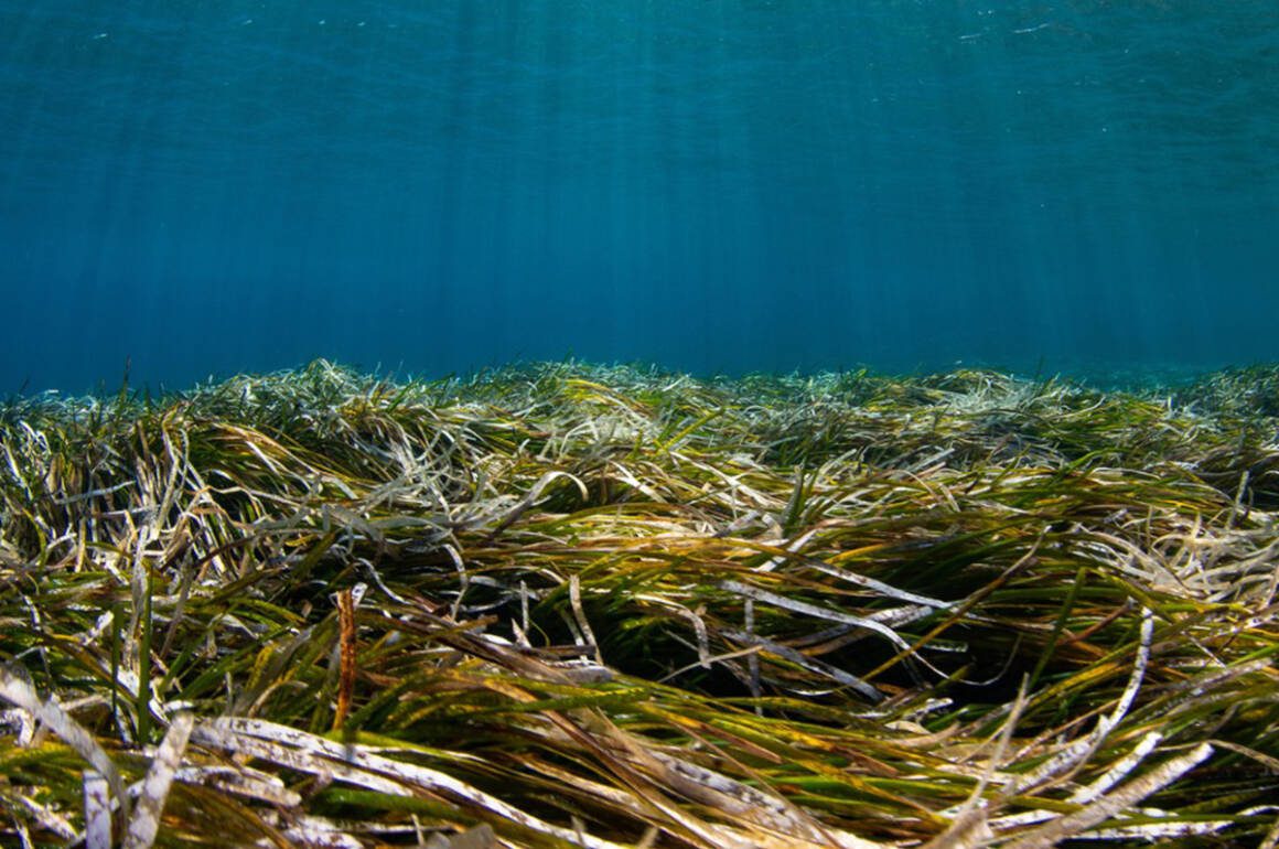grass and seaweed on a sea bed