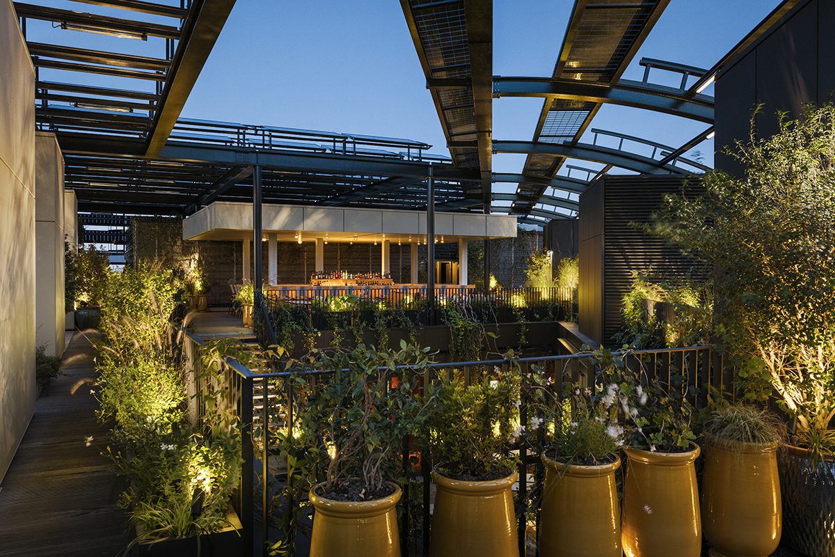 plants on an outdoor roof terrace