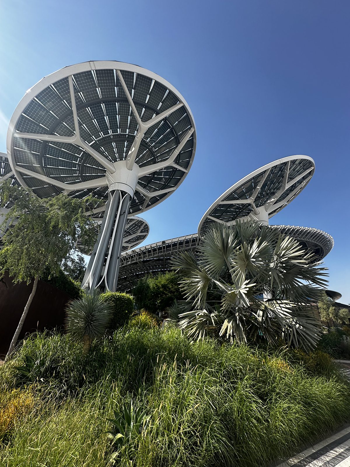 Large plant like structures