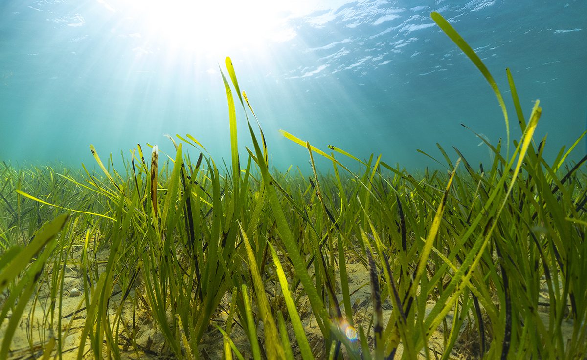 green weeds at the bottom of the sea