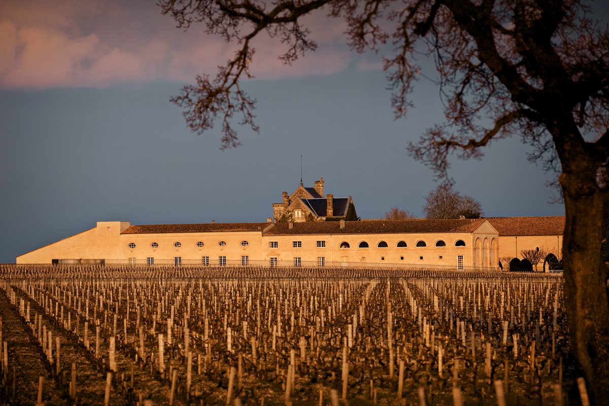 vineyard in yellow light and sky 