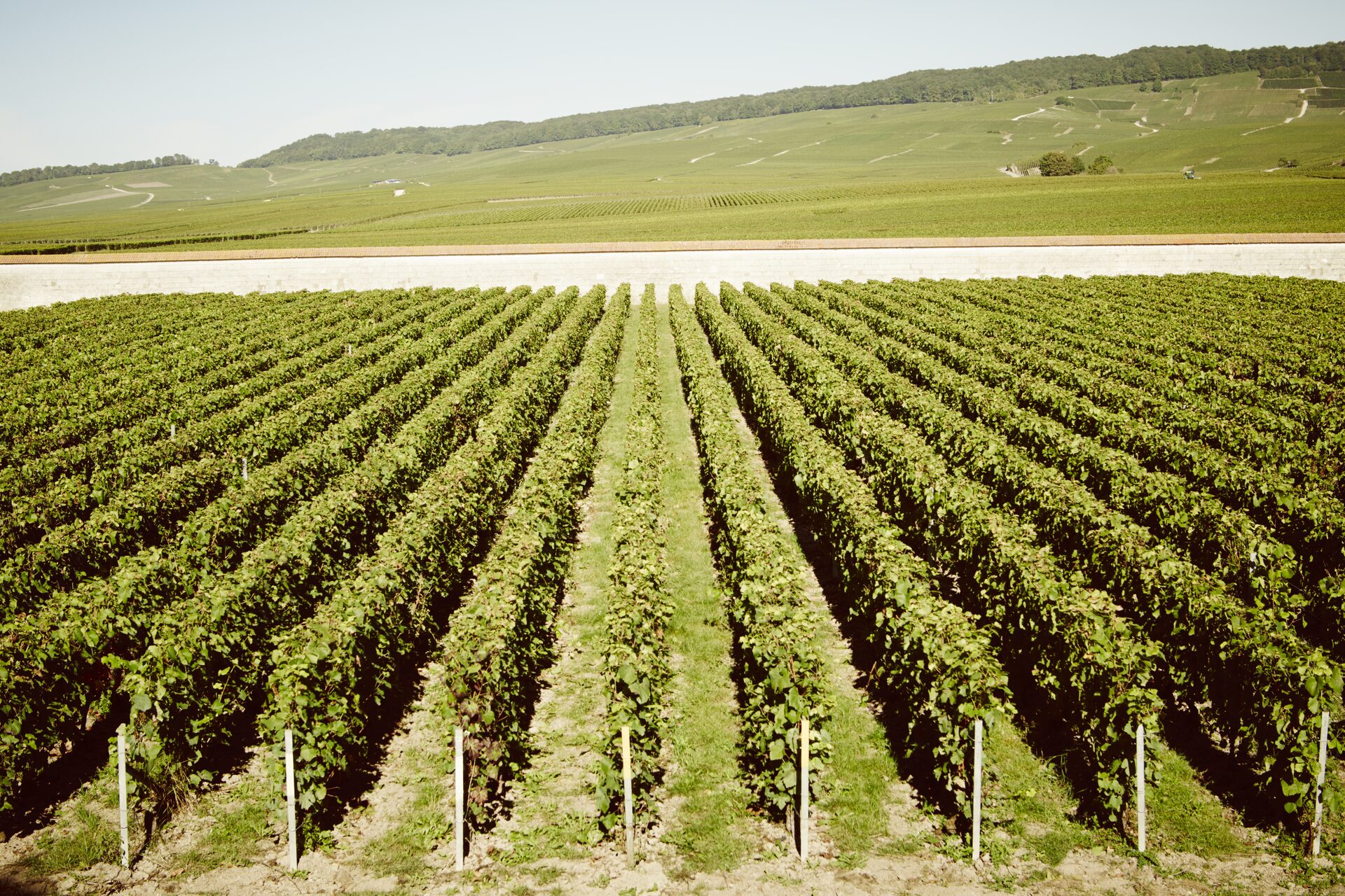 big green vineyard