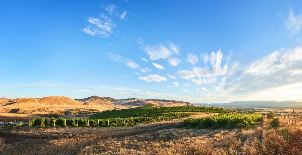 vineyard