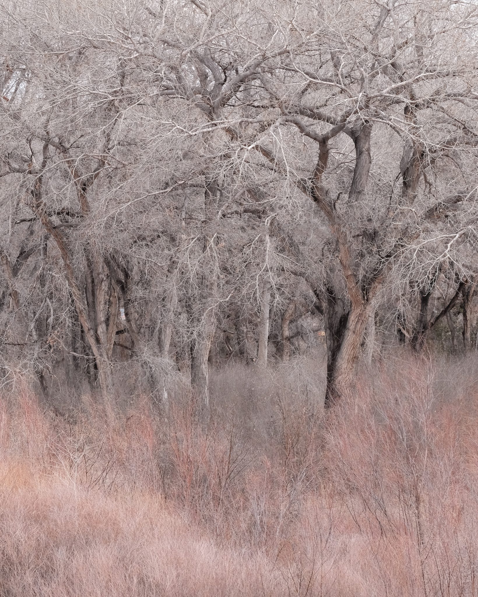 Pinkish trees