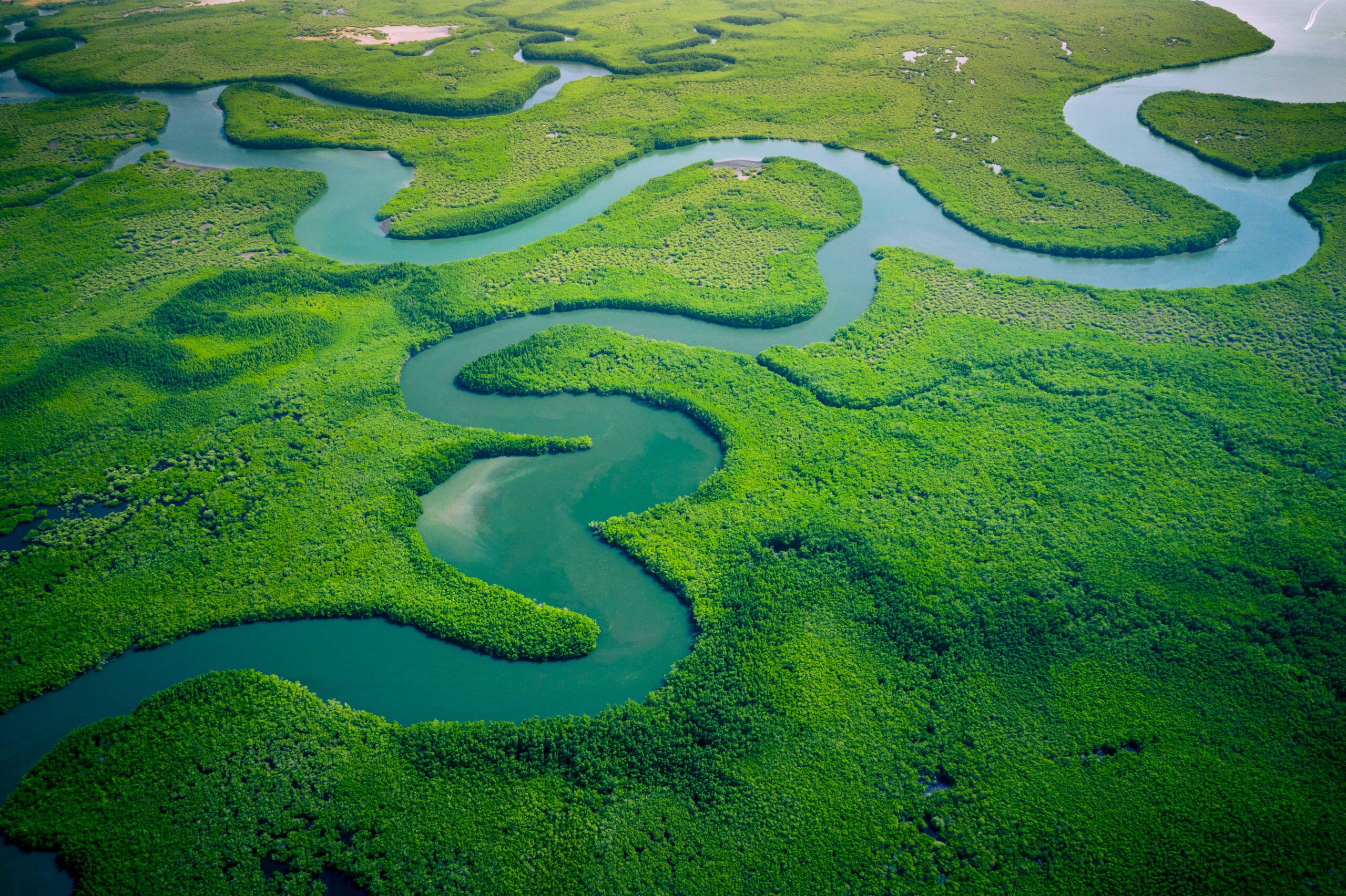 mangroves