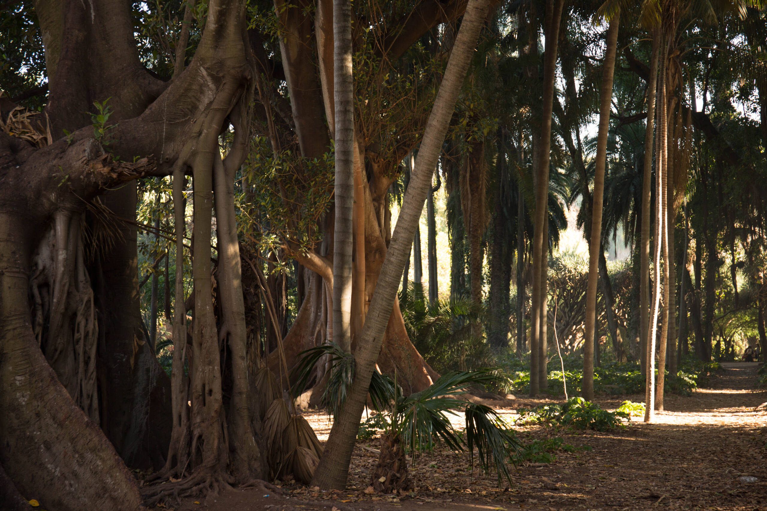 forest