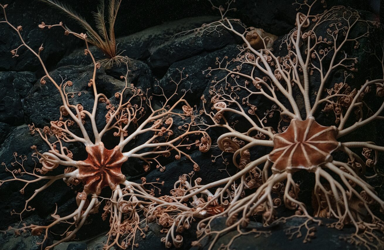 corals