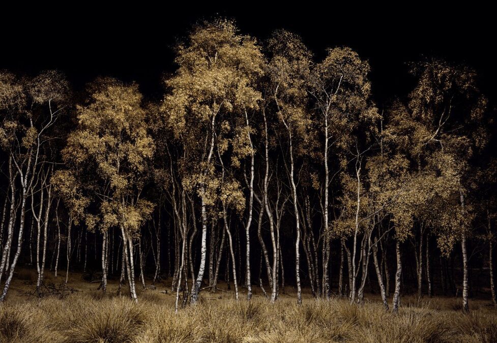 trees